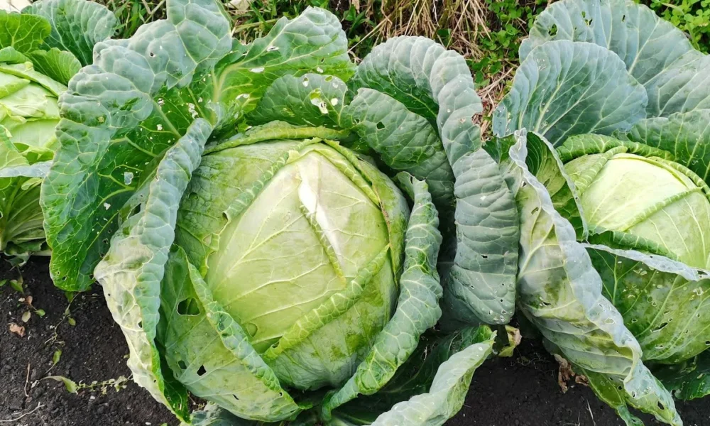 капуста на грядке