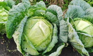 капуста на грядке