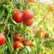 помидоры