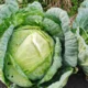 капуста на грядке