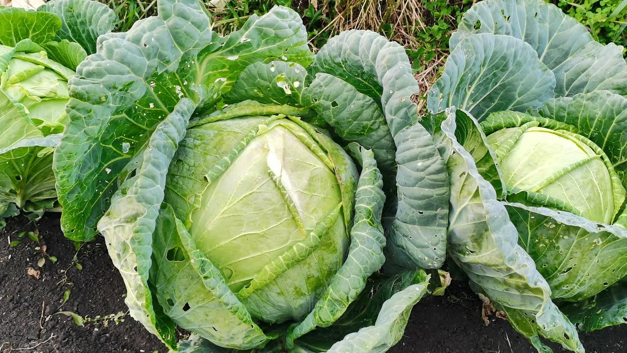капуста на грядке
