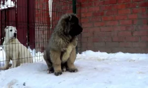 Щенок кавказской овчарки