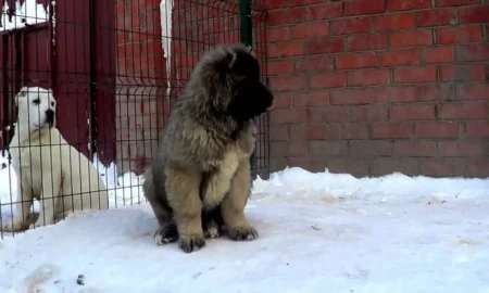 Щенок кавказской овчарки