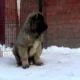 Щенок кавказской овчарки