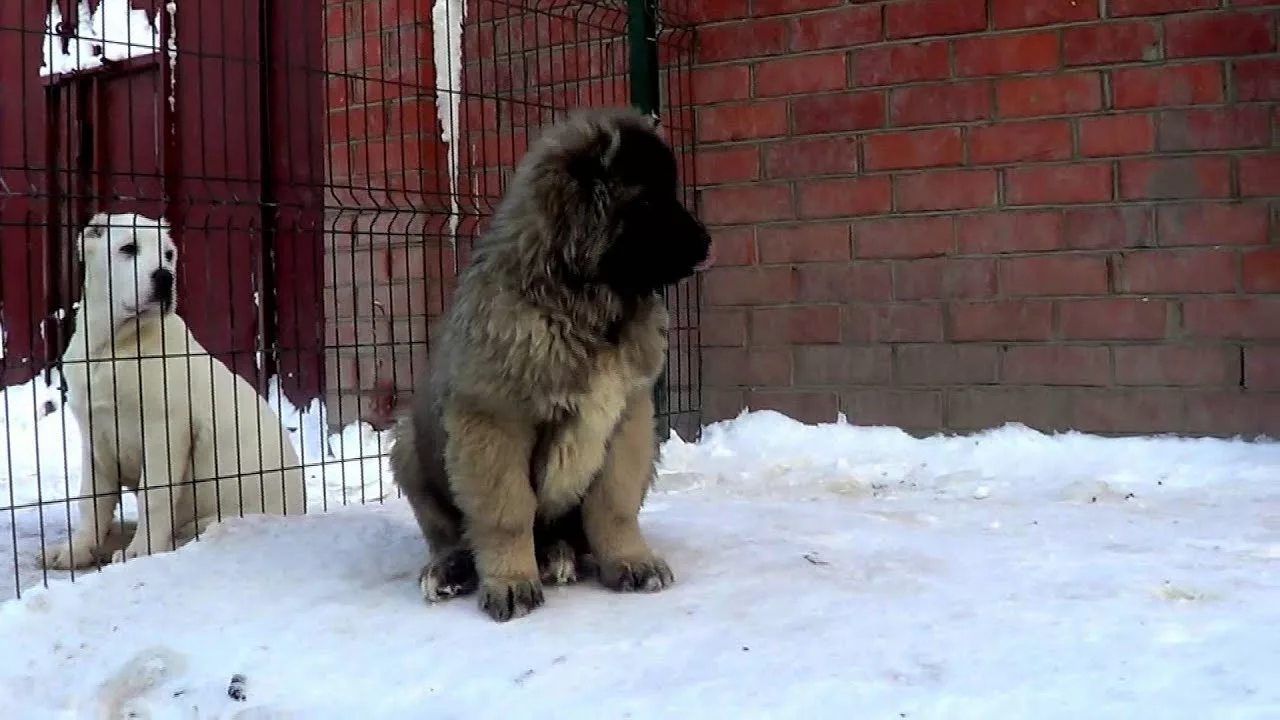 Щенок кавказской овчарки