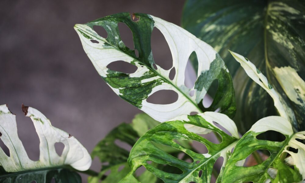 Монстера адансона