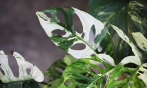 Монстера адансона