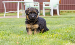 щенок немецкой овчарки