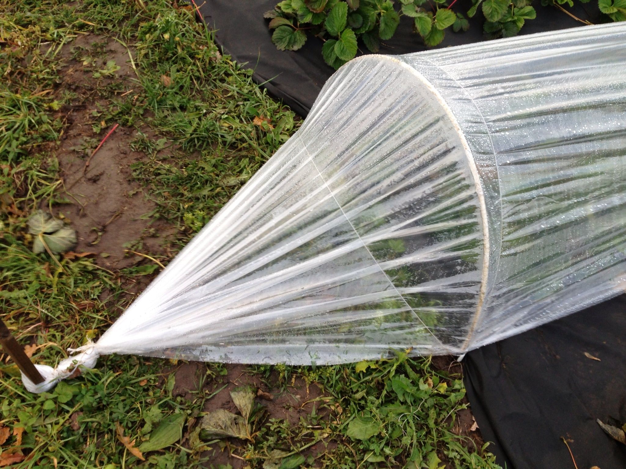 Теплица из дуг