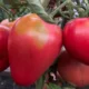 помидоры
