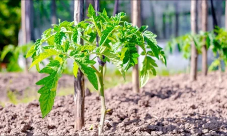 рассада на открытом грунте