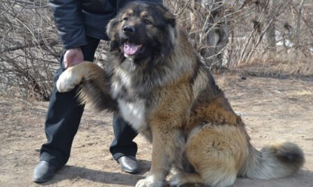 собака с хозяином