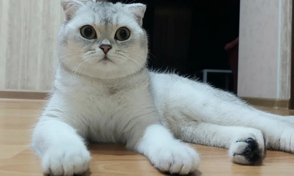 шотландская кошка