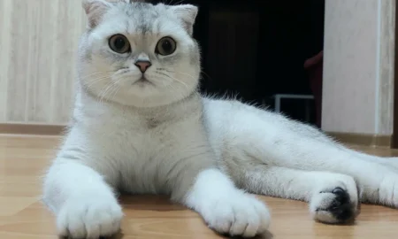 шотландская кошка