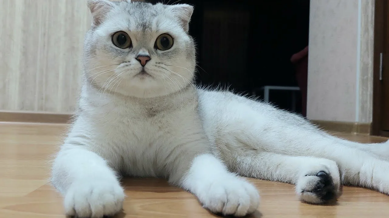 шотландская кошка