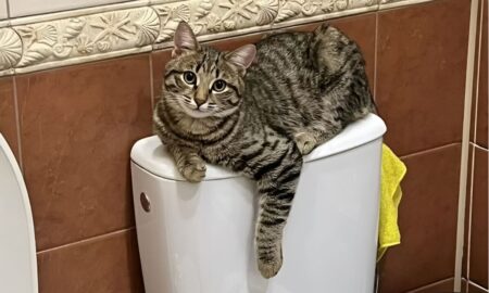 кот на унитазе