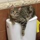 кот на унитазе