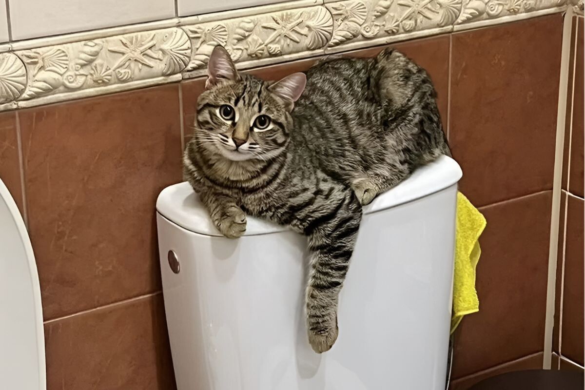 кот на унитазе