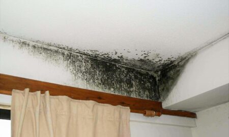 Чёрная плесень на стенах