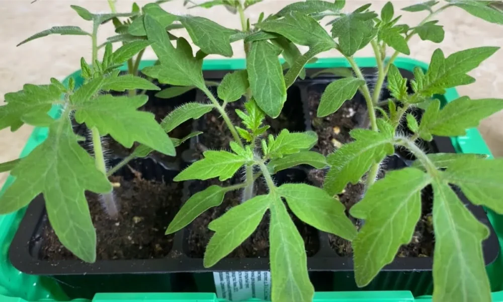 Рассада томатов