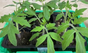 Рассада томатов