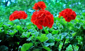 Пеларгония зональная