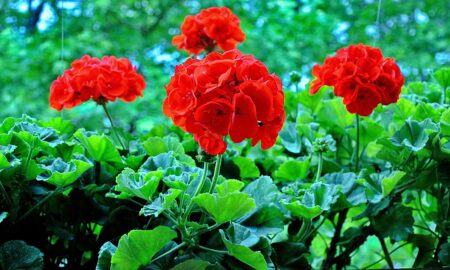 Пеларгония зональная