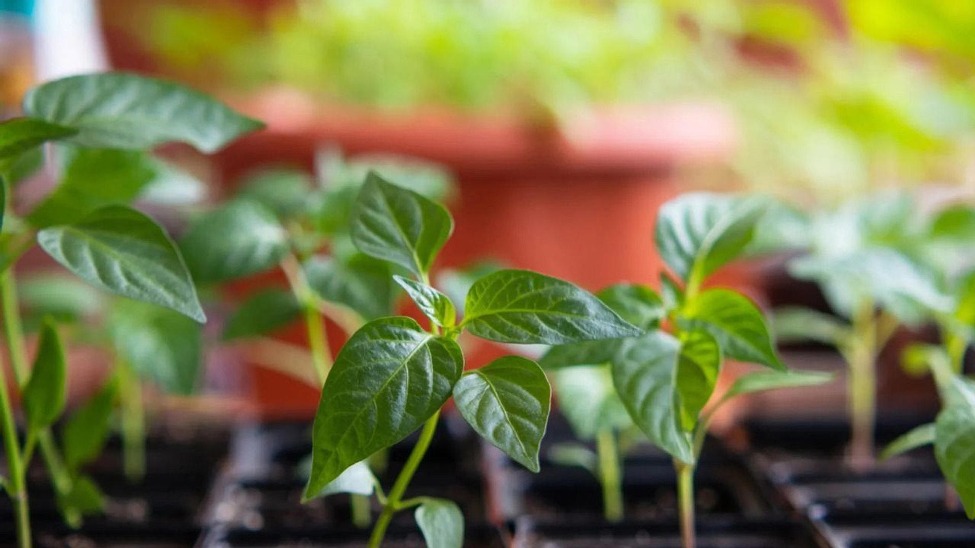 рассада перца