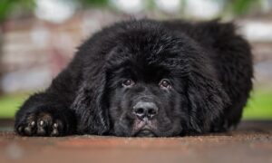 щенок ньюфаундленда