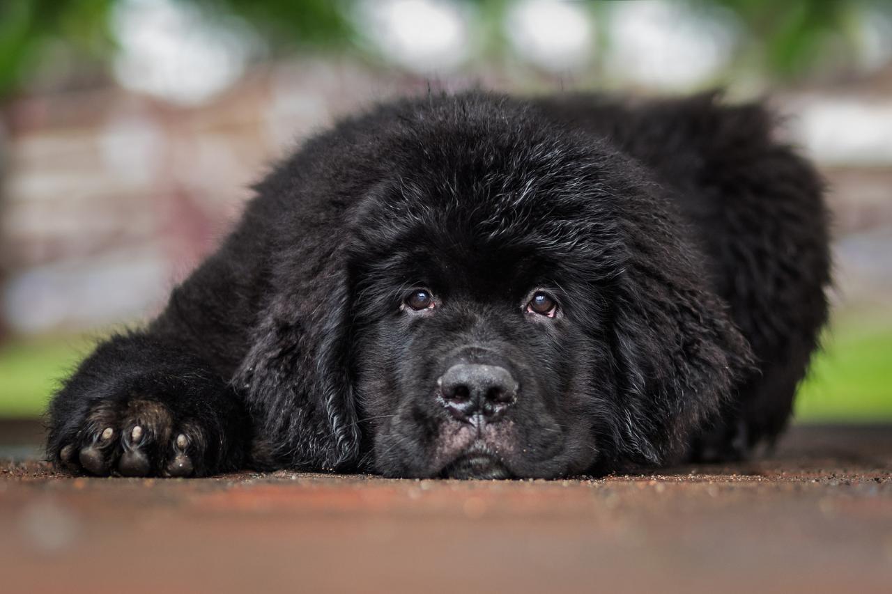 щенок ньюфаундленда