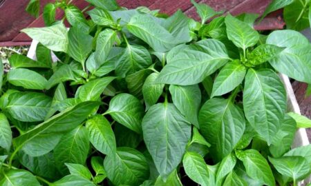 рассада перца