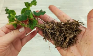 черенки герани