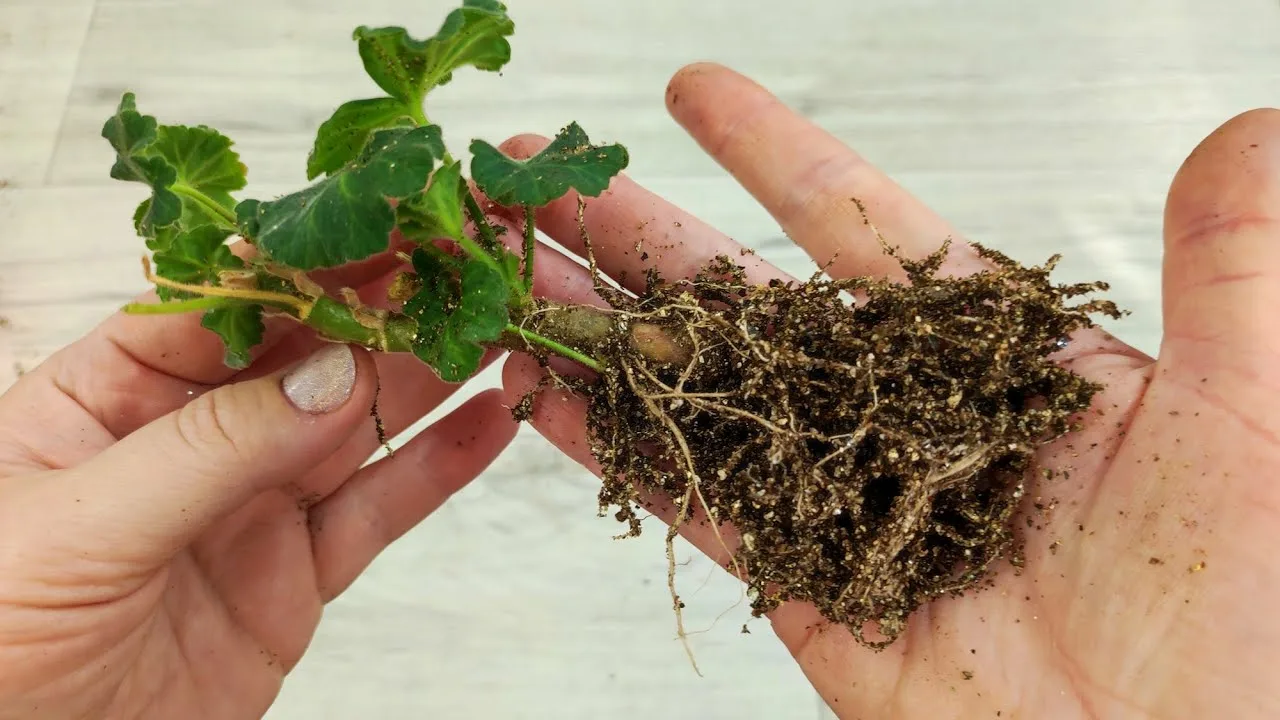 черенки герани