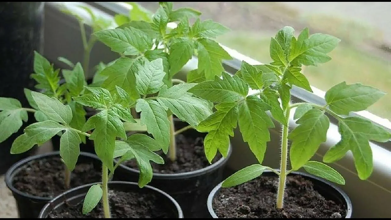 рассада томатов