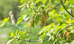 ясенелистный клён