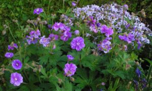 Герань гималайская