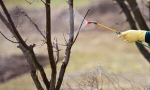 Опрыскивание деревьев