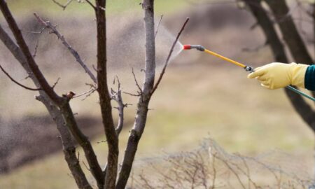 Опрыскивание деревьев