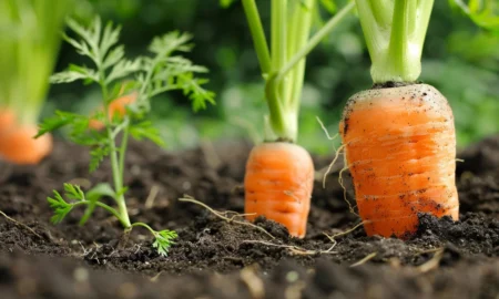 морковь на грядке