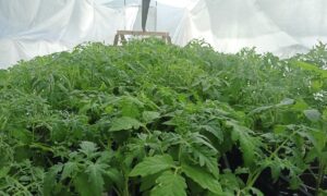 томаты в теплице