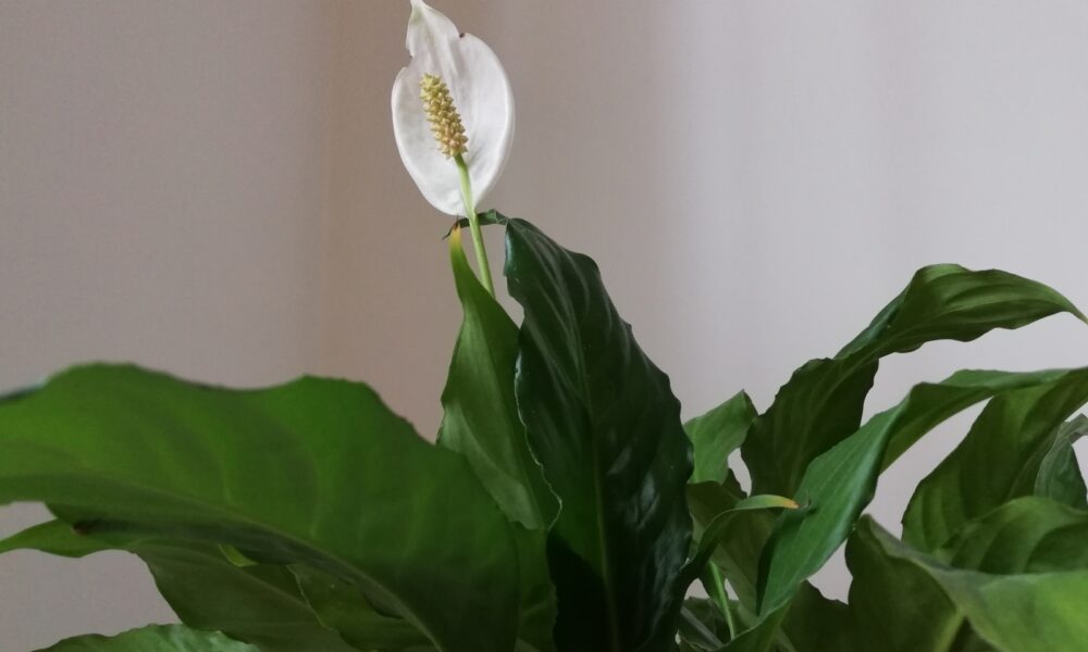 спатифиллум