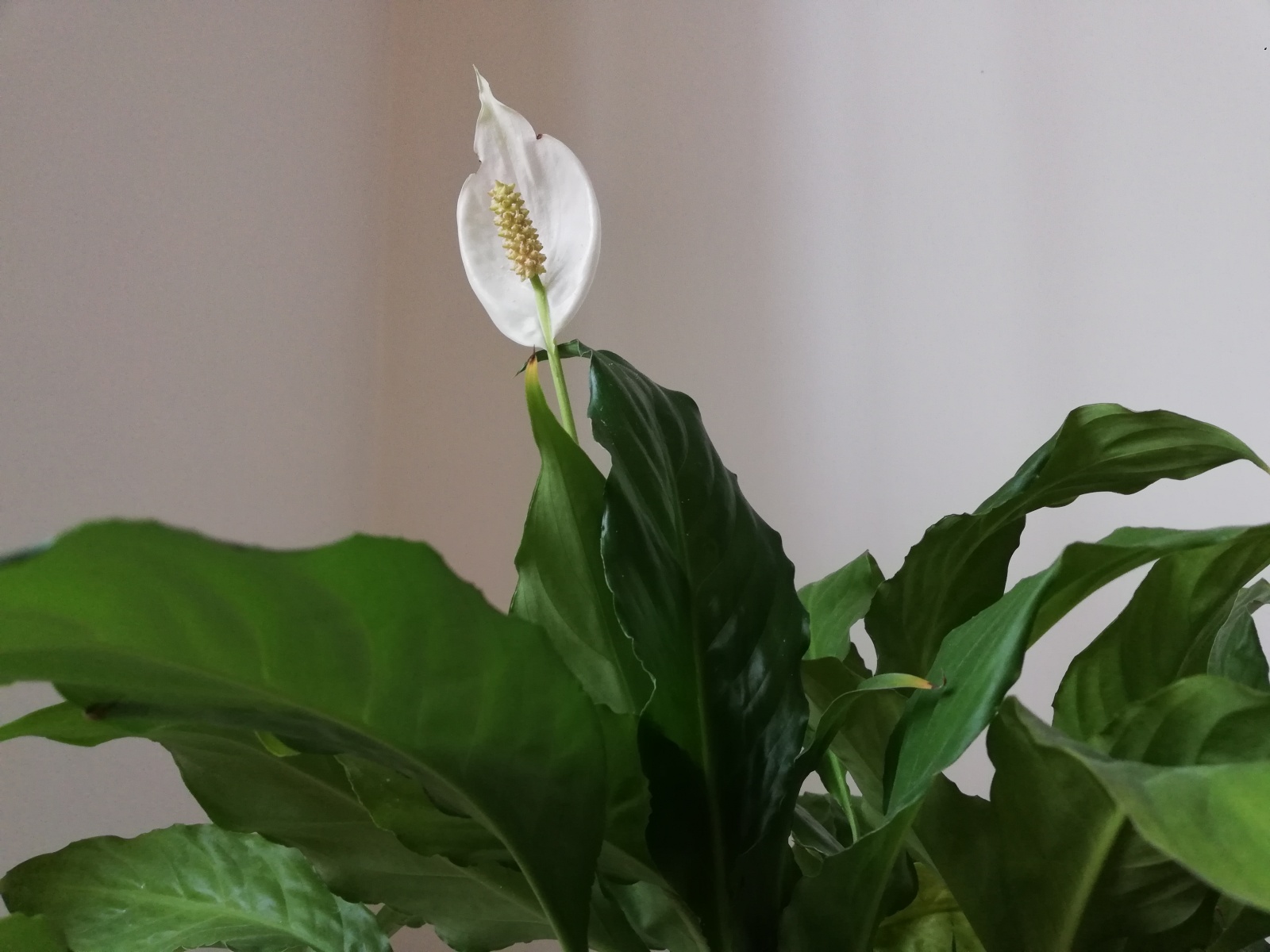 спатифиллум