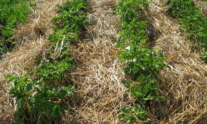 Мульчирование картофеля