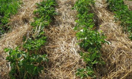 Мульчирование картофеля