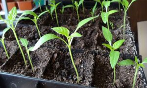 рассада перца