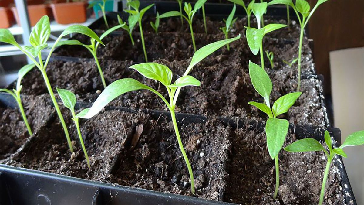 рассада перца