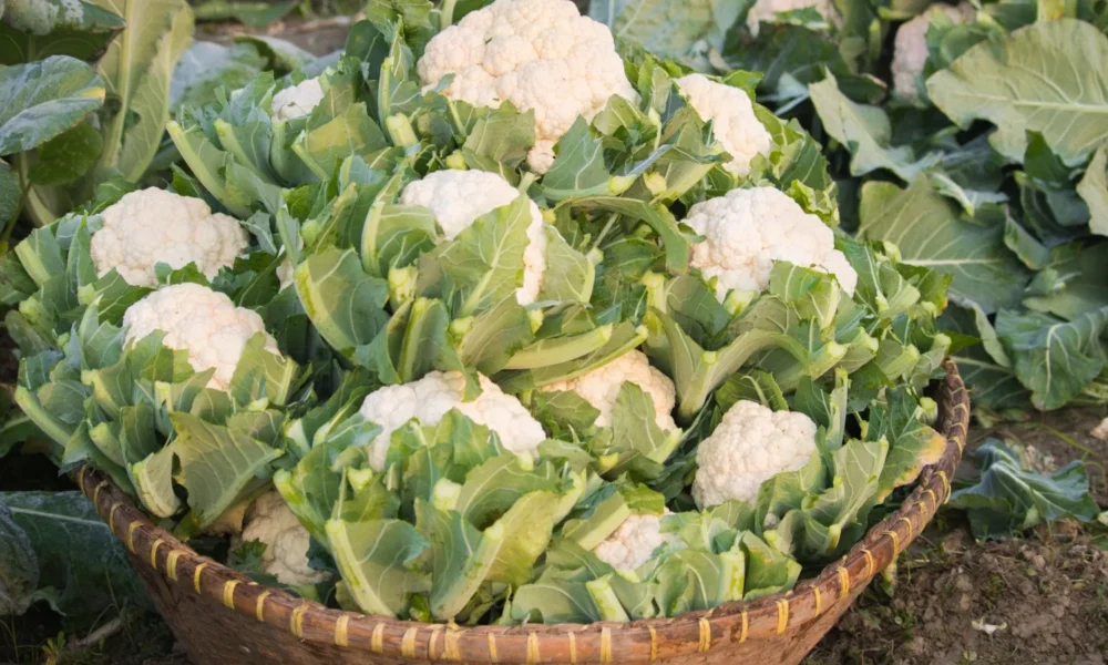 цветная капуста