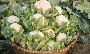 цветная капуста