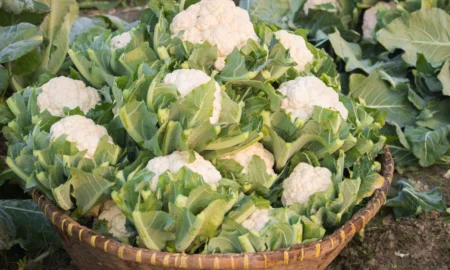 цветная капуста