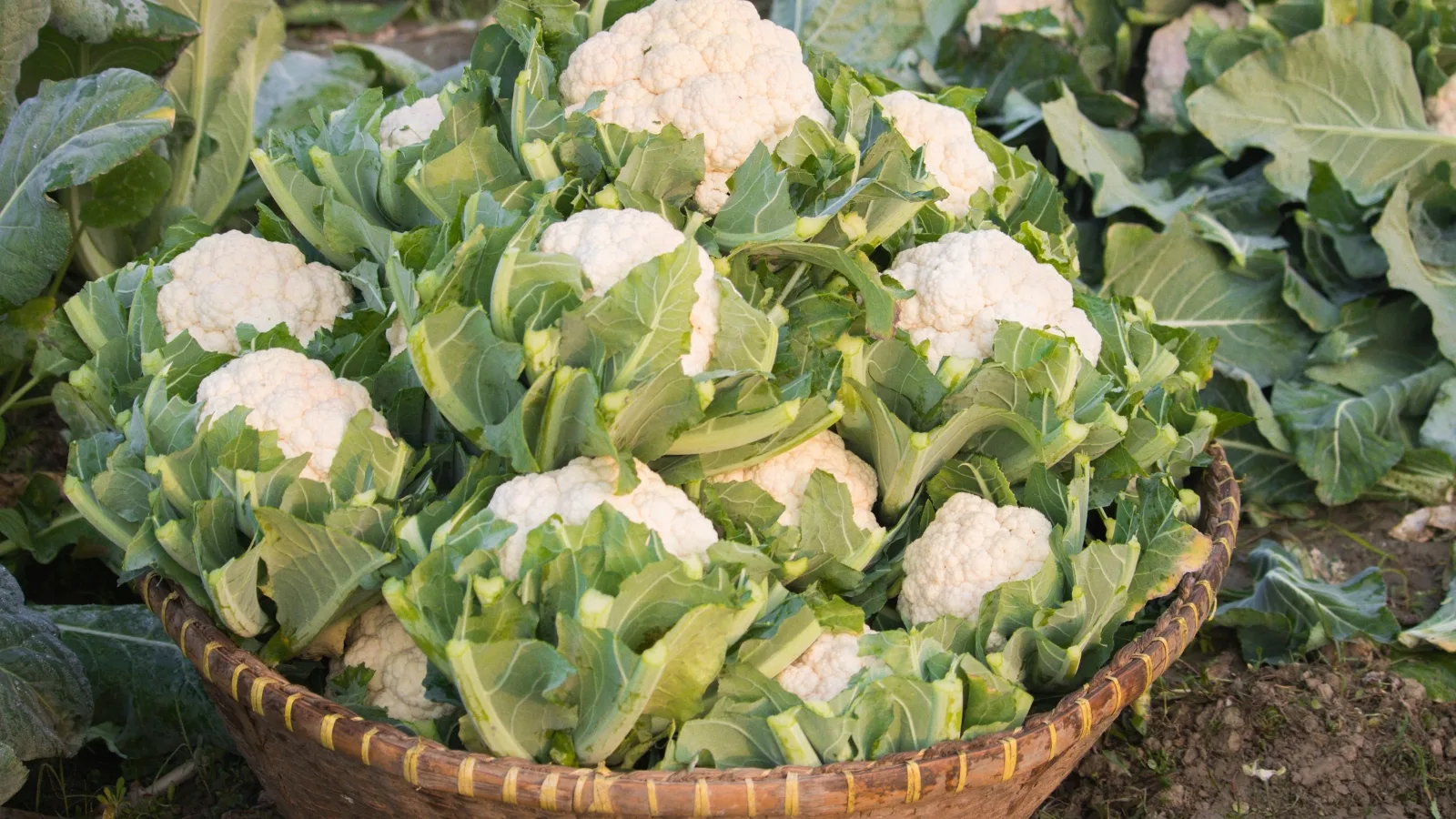 цветная капуста